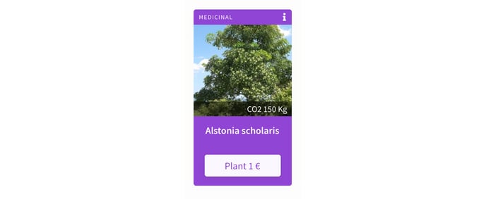 árbol Alstonia Scholaris