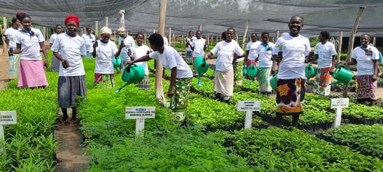 In the nursery of our Tree-Nation project in Bore, Kenya