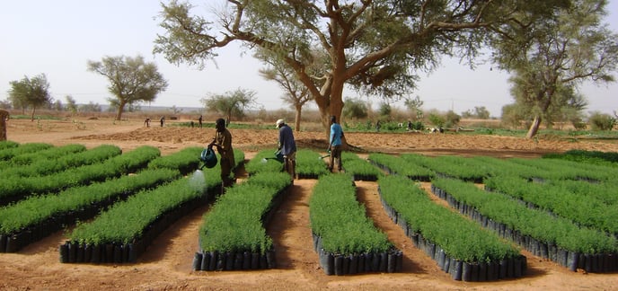 Método de plantación Plántulas de vivero