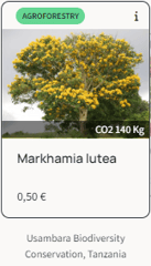 Tree Species Markhamia lutea