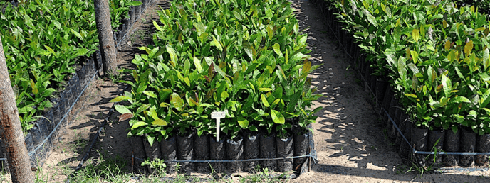 Tree Nursery