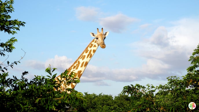 Tree-Nation Wallpaper - Giraffe in Niger