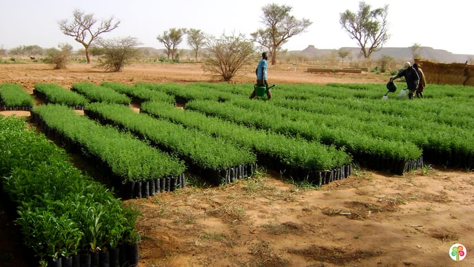 Tree-Nation-Wallpaper - Tree Nursery in Niger