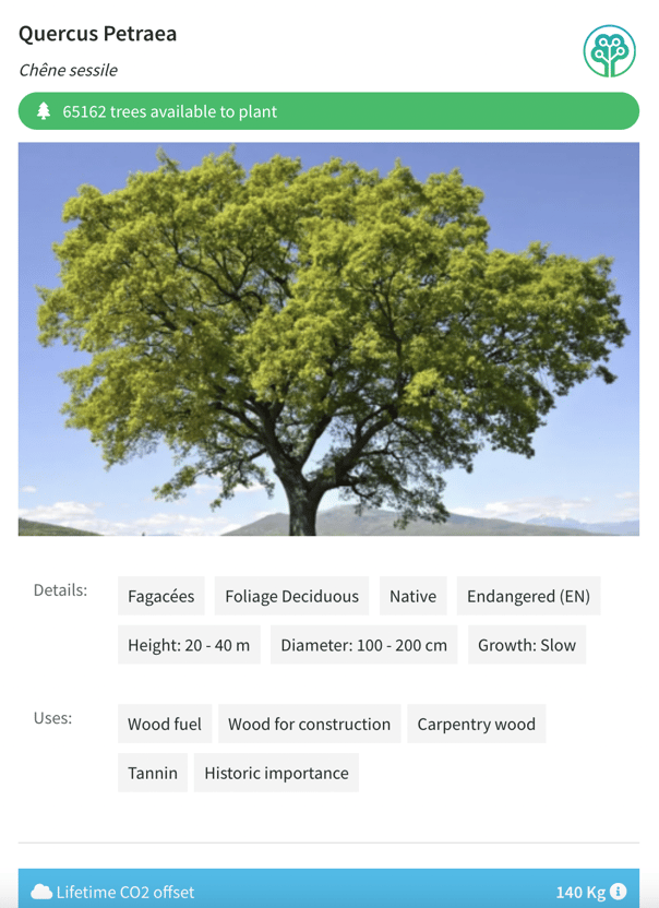 árvore quercus petraea