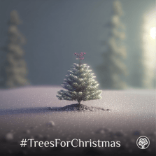 TreesForChristmas 01