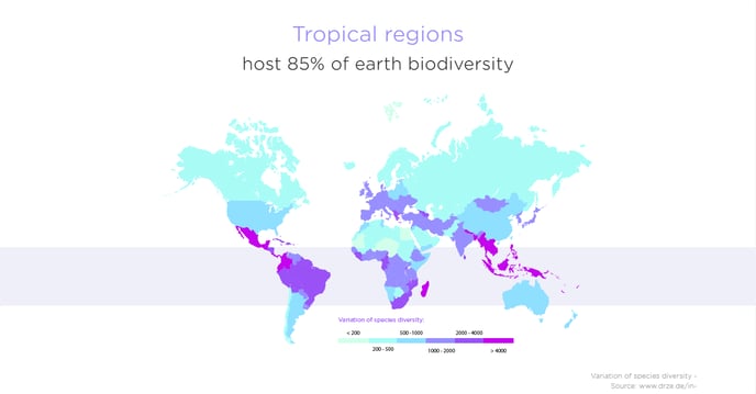 Tropische Zone Biodiversität