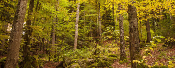 forest_background_20