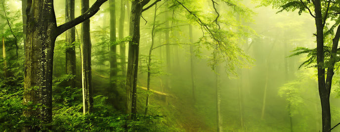 forest_background_24