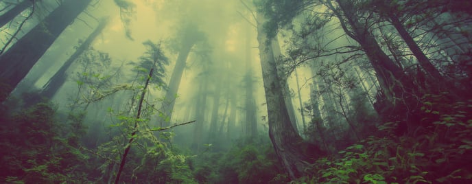 forest_background_28