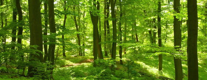 forest_background_6