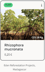 Especie arbórea Rizophora Mucronata