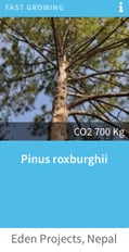 pinus roxburghii