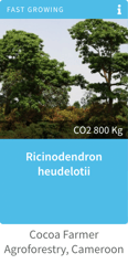 ricinodendron-1