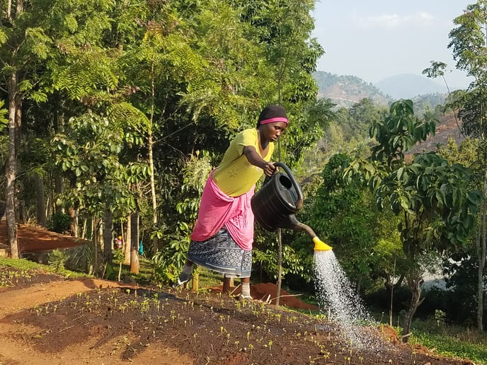 Plantación de árboles en Tanzania