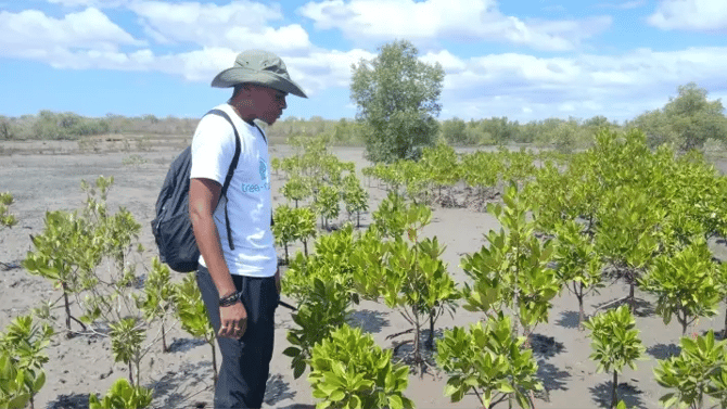 tree-1a15d7ca6dd2a696