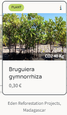 Baumart Bruguiera gymnorrhiza